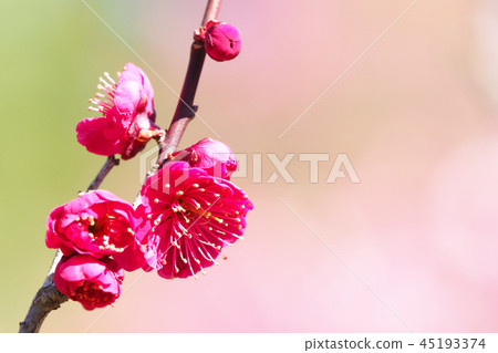 梅花（鹿兒島紅） 45193374