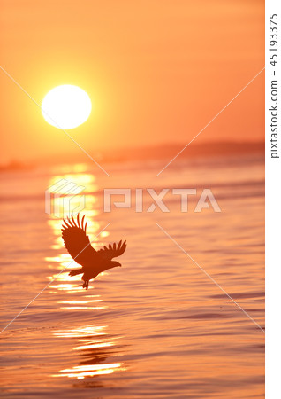 日出和鷹的剪影（北海道·Rausu） 45193375