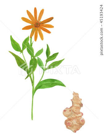 Helianthus tuberosus Jerusalem artichoke 45193424