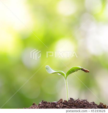 Young green plant growing 45193626