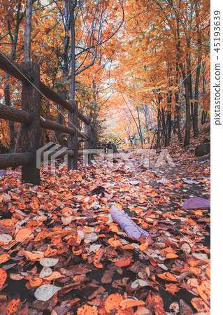 autumn leaves on trail in the forest at Jozankei autumn leaves on trail in the forest at Jozankei 45193639