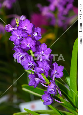 beautiful violet vanda orchid in garden, 45193722