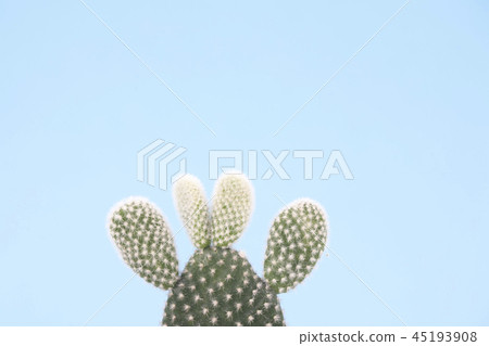 Cactus Cactus 45193908