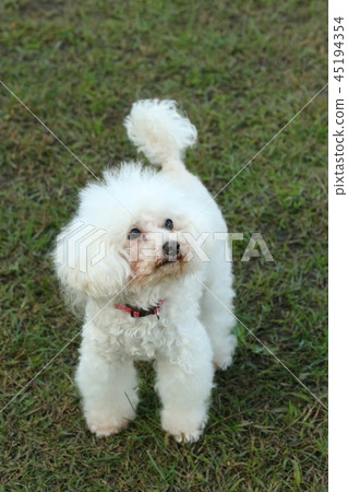 玩具貴賓犬 玩具貴賓犬 45194354