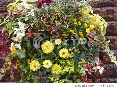 Basket planting Basket planting 45194380