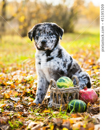 Labrador puppy dog with different color eyes in autumn background 45195309