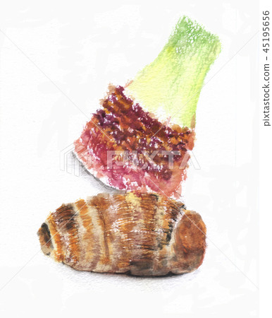 芋頭水彩繪畫 45195656