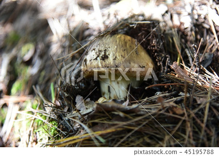 Matsutake of the mountain: Nagano Prefecture Northern Alps mountain range 2018.10.3-333 Matsutake of the mountain: Nagano Prefecture Northern Alps mountain range 2018.10.3-333 45195788