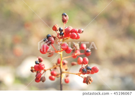 成熟的Sansho堅果和種子 45196067