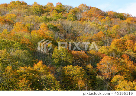 山毛櫸森林 - 小松隧道東側福島縣會津市的秋葉 山毛櫸森林 - 小松隧道東側福島縣會津市的秋葉 45196119