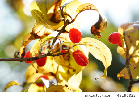 秋天,sunshuyu葉子和落葉前的紅色水果...... 1 秋天,sunshuyu葉子和落葉前的紅色水果...... 1 45196822