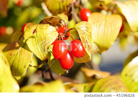 秋天,sunshuyu葉子和落葉前的紅色水果...... 2 秋天,sunshuyu葉子和落葉前的紅色水果...... 2 45196826