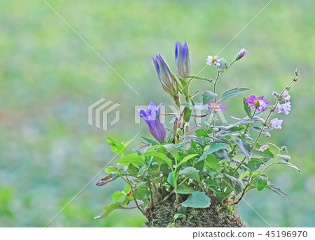 品嚐秋天的野花! 品嚐秋天的野花! 45196970