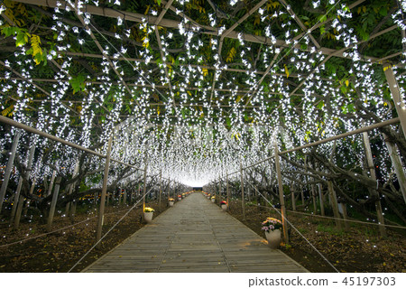 Ashikaga Flower Park Illumination Shirafuji Tunnel Ashikaga Flower Park Illumination Shirafuji Tunnel 45197303