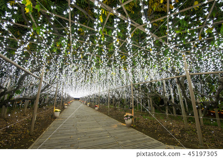 足利花卉公園照明Shirafuji隧道 足利花卉公園照明Shirafuji隧道 45197305