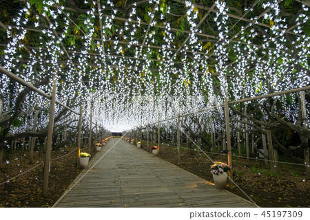 足利花卉公園照明Shirafuji隧道 45197309