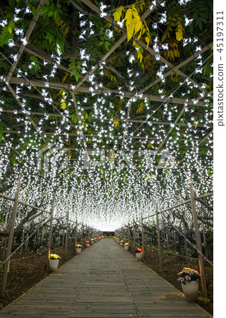 足利花卉公園照明Shirafuji隧道 45197311