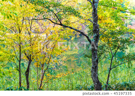 Autumn leaves of Shiga Kogen Autumn leaves of Shiga Kogen 45197335