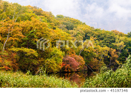 Autumn leaves of Shiga Kogen Autumn leaves of Shiga Kogen 45197346