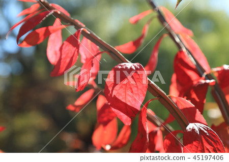 Leaves of autumn leaves Leaves of autumn leaves 45197406