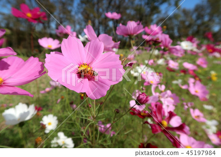 宇宙和蜜蜂 宇宙和蜜蜂 45197984