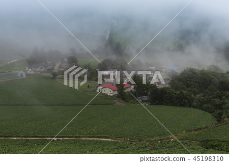 Anbanda, Chinese cabbage field 45198310
