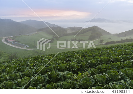 Anbanda, Chinese cabbage field 45198324