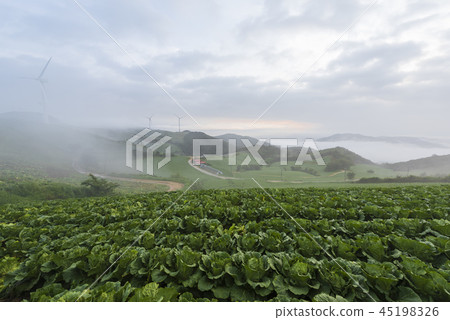 Anbanda, Chinese cabbage field 45198326