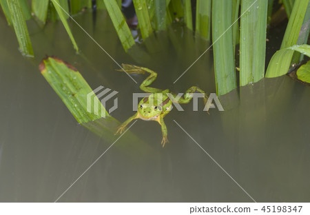 tree frog 45198347