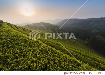 寶城茶園茶園 寶城茶園茶園 45198490