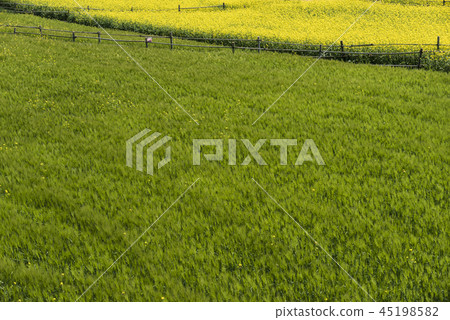 Blue barley field Blue barley field 45198582