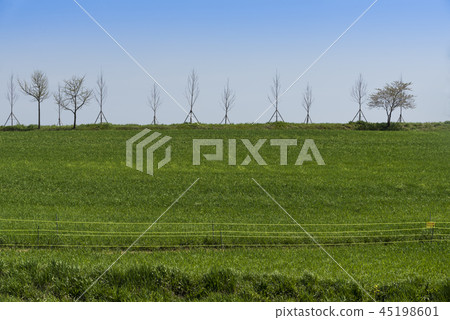 Blue barley field 45198601