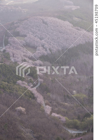 杜鵑花 45198709