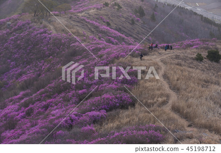 杜鵑花 45198712