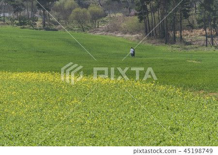 藍色大麥領域 藍色大麥領域 45198749