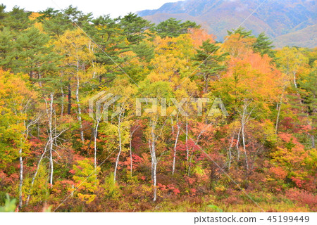 Shiga Kogen in Kusaka Shiga Kogen in Kusaka 45199449