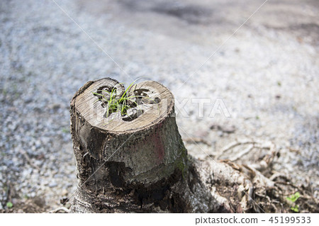Korean Natural Heart 45199533
