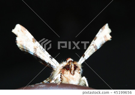 Okamoto thorns leek 45199656