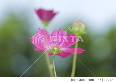 Cosmos Cosmos 45199948