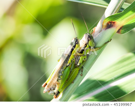蝗蟲蝗蟲 45199967