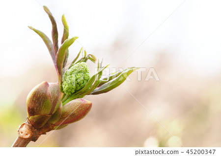 接骨木果實棺材 45200347