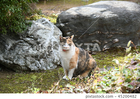 Mike Cats Relaxing In The Garden Stock Photo 45200482 Pixta pixta
