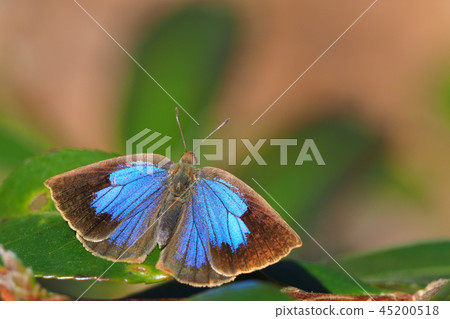 Murasaki Shijimi（女） 45200518