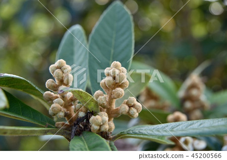 Bud of a loquat 45200566