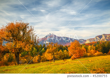Landscape with a trees in autumn colors. 45200755