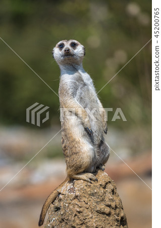 Standing meerkat. Standing meerkat. 45200765