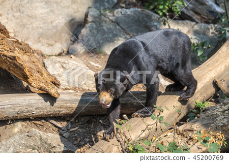 The Malayan sun bear (Helarctos malayanus). The Malayan sun bear (Helarctos malayanus). 45200769