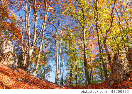 Forest in autumn colors. Forest in autumn colors. 45200823