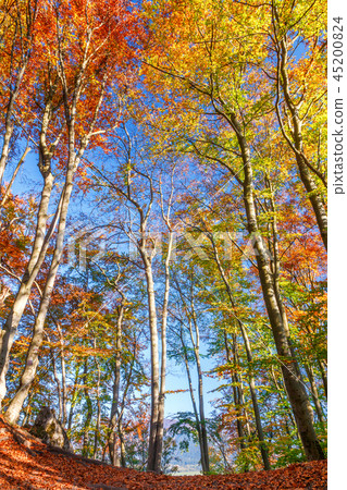 Forest in autumn colors. 45200824