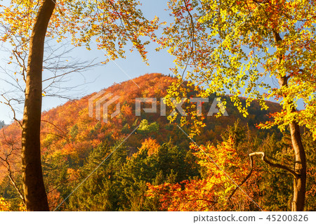 trees in autumn colors 45200826